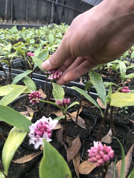 花芽を摘む意味 熊本の緑化樹木の生産 卸販売なら井上青華園